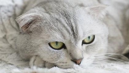 开云平台-新华视评：警惕论文“唯头衔”之风异化学术生态