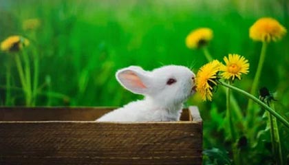 开云平台-新华视评：警惕论文“唯头衔”之风异化学术生态